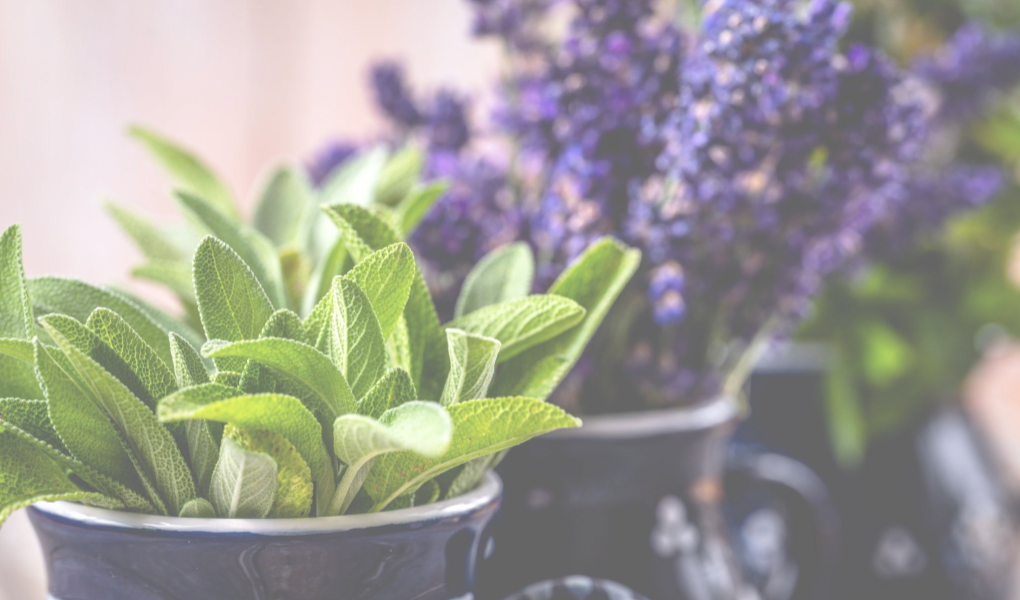 Herbes et Plantes - Esoterique_eu