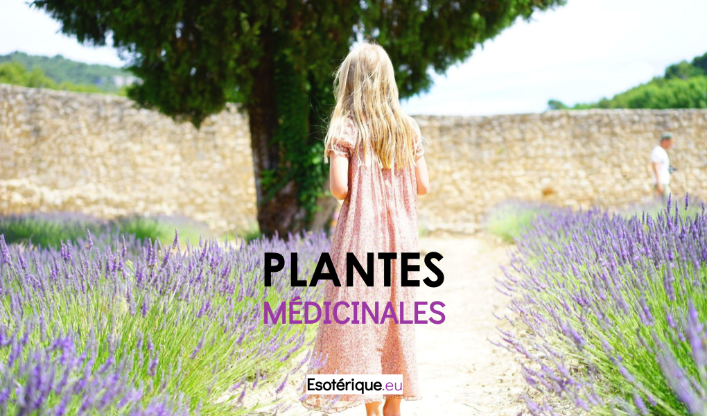 Plante médicinale