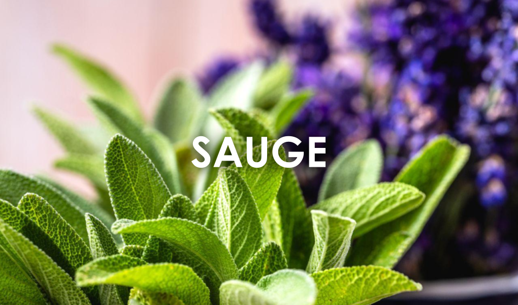 Sauge Officinale - Salvia officinalis - Plante médicinale