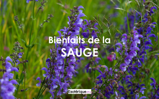 Quelles sont les bienfaits de la sauge?