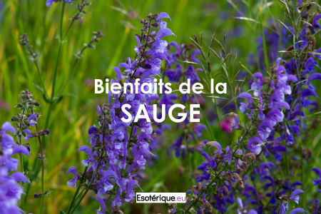 Quelles sont les bienfaits de la sauge?