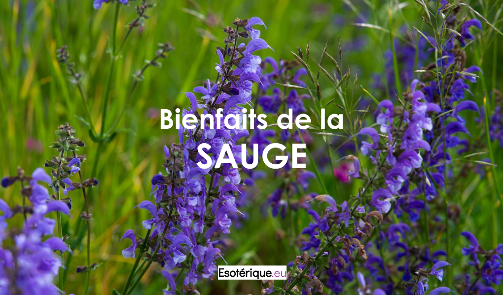 Quelles sont les bienfaits de la sauge?