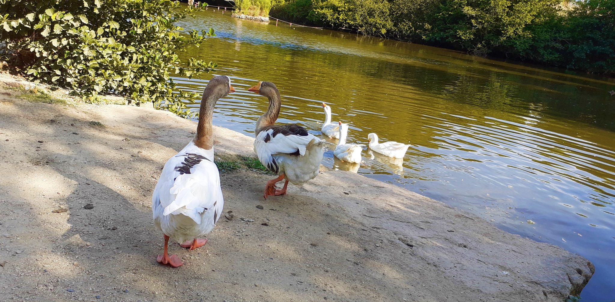 Fete-de-la-Pleine-Lune-2022-Pleumeur-Bodou-43-1