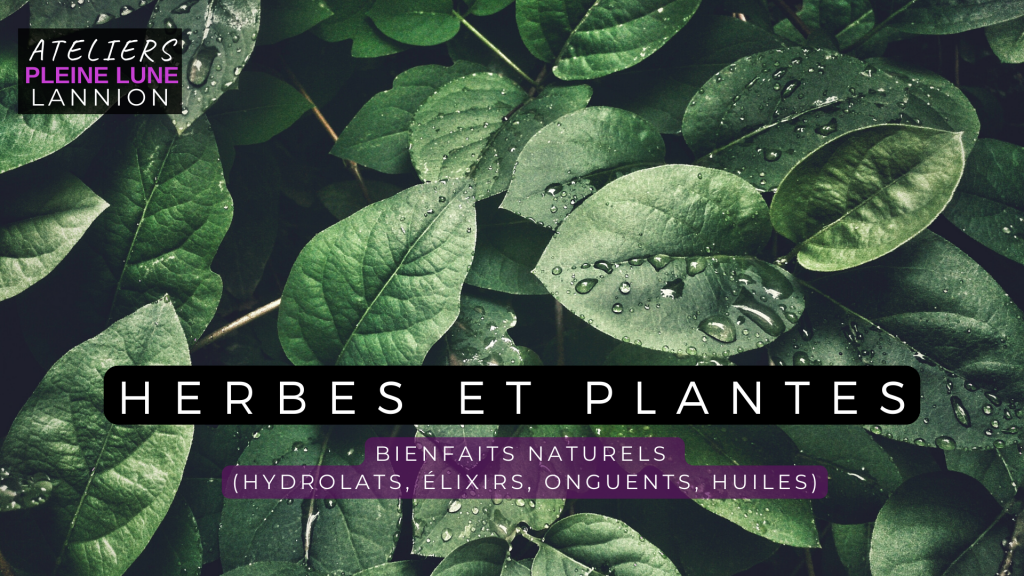 Atelier Lannion - Herbes et plantes médicinales