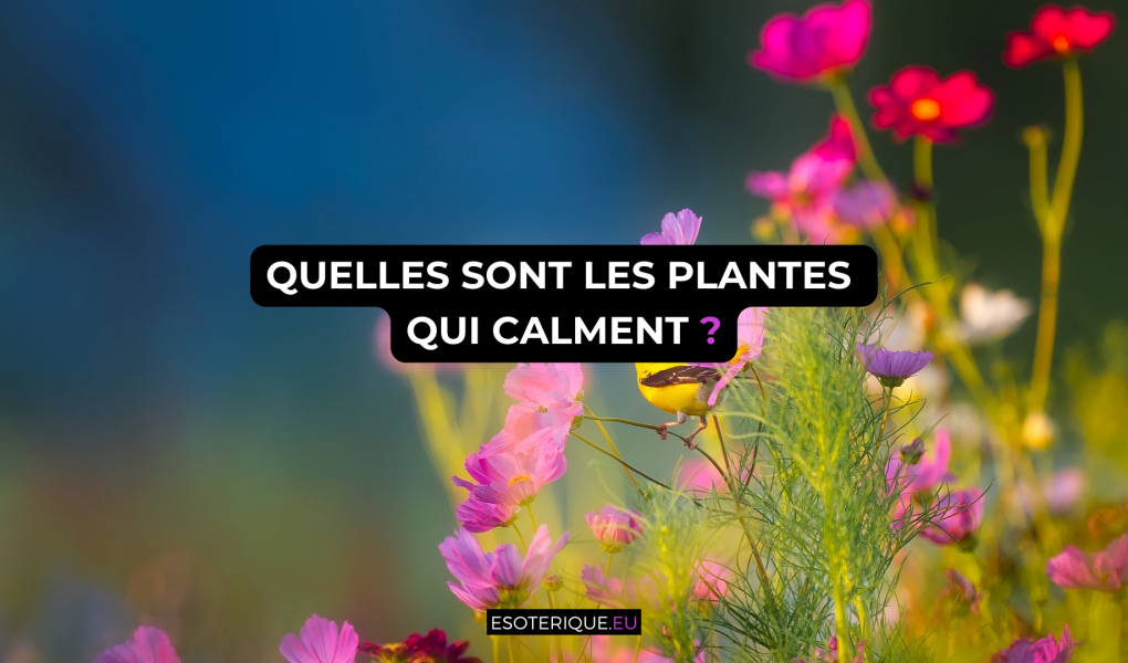quelles sont les plantes qui calme