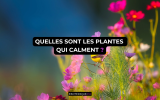 quelles sont les plantes qui calme