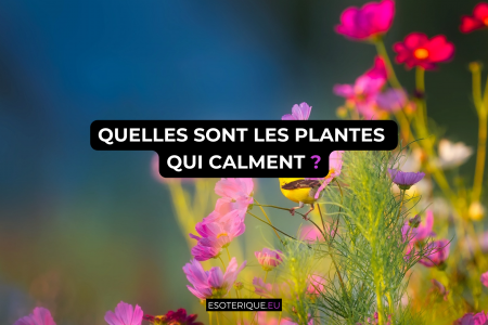 quelles sont les plantes qui calme