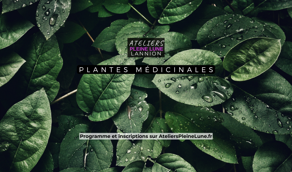 Atelier Plantes médicinales - Lannion Côtes d'Armor Bretagne - Ateliers Pleine Lune