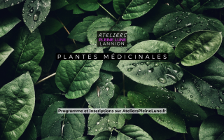 Atelier Plantes médicinales - Lannion Côtes d'Armor Bretagne - Ateliers Pleine Lune