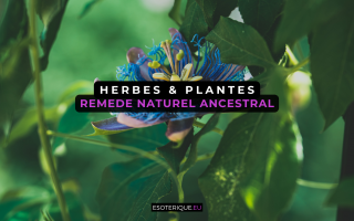 Quelle est la meilleure plante pour la santé