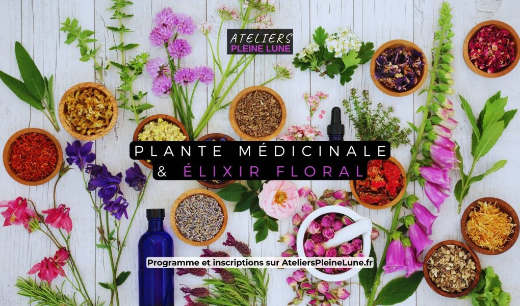 Plante médicinale - elixir floral - Ateliers Pleine Lune - Lannion - Cotes d'armor - Bretagne