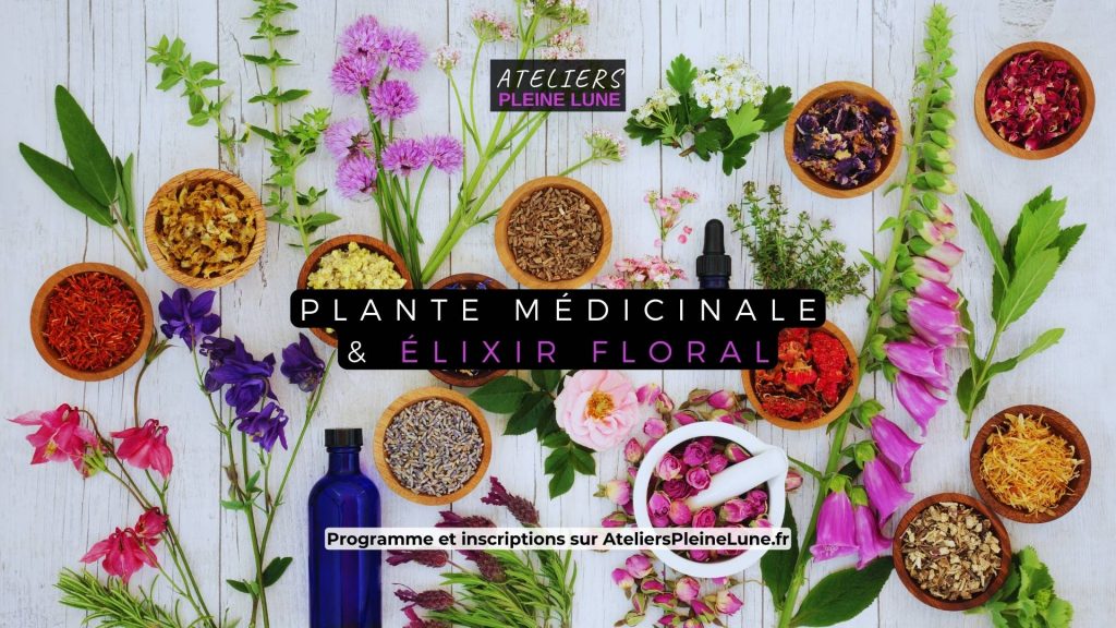 Plante médicinale - elixir floral - Ateliers Pleine Lune - Lannion - Cotes d'armor - Bretagne