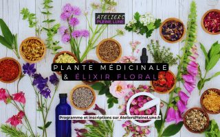 Plante médicinale - elixir floral - Ateliers Pleine Lune - Lannion - Cotes d'armor - Bretagne
